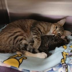 Shelter Stray Male Cat last seen Near Glen Falls Ave, 21206, MD, 2490 Giles Rd, Baltimore, MD 21225, USA