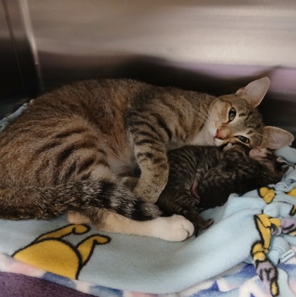 Shelter Stray Male Cat last seen Near Glen Falls Ave, 21206, MD, 2490 Giles Rd, Baltimore, MD 21225, USA