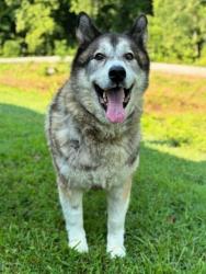 Shelter Stray Male Dog last seen Near Floyd St Ext, County/Unicorporated, NC, 1491 Business Park Ct, Gastonia, NC 28052, USA