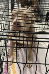 Shelter Stray Female Dog last seen Near Campbellton Road SW, Atlanta, GA, 1251 Fulton Industrial Blvd NW, Atlanta, GA 30336, USA
