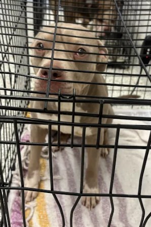Shelter Stray Female Dog last seen Near Campbellton Road SW, Atlanta, GA, 1251 Fulton Industrial Blvd NW, Atlanta, GA 30336, USA