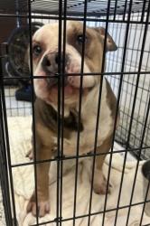 Shelter Stray Male Dog last seen Near Campbellton Road SW, Atlanta, GA, 1251 Fulton Industrial Blvd NW, Atlanta, GA 30336, USA