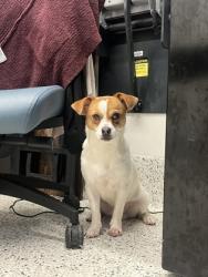 Shelter Stray Male Dog last seen Near Campbellton Rd, Fairburn, GA, 1251 Fulton Industrial Blvd NW, Atlanta, GA 30336, USA