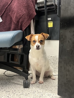 Shelter Stray Male Dog last seen Near Campbellton Rd, Fairburn, GA, 1251 Fulton Industrial Blvd NW, Atlanta, GA 30336, USA