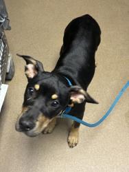 Shelter Stray Female Dog last seen Near Misty Waters Drive, 30032, GA, 3280 Chamblee Dunwoody Rd, Chamblee, GA 30341, USA