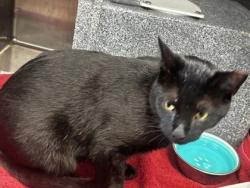 Shelter Stray Male Cat last seen Near Hawthorne Drive Atlanta, 30345, 30345, GA, 3280 Chamblee Dunwoody Rd, Chamblee, GA 30341, USA