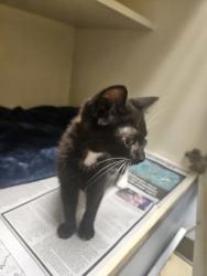Shelter Stray Unknown Cat last seen Near Ridge Forest Dr, Stone Mountain, GA 30083, 30083, GA, 3280 Chamblee Dunwoody Rd, Chamblee, GA 30341, USA