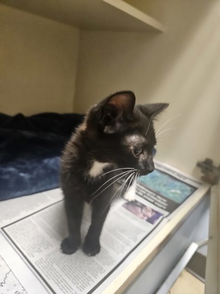 Shelter Stray Unknown Cat last seen Near Ridge Forest Dr, Stone Mountain, GA 30083, 30083, GA, 3280 Chamblee Dunwoody Rd, Chamblee, GA 30341, USA