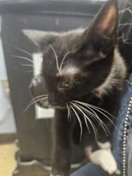 Shelter Stray Unknown Cat last seen Near Ridge Forest Dr, Stone Mountain, GA 30083, 30083, GA, 3280 Chamblee Dunwoody Rd, Chamblee, GA 30341, USA