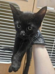 Shelter Stray Female Cat last seen Near Ridge Forest Dr, Stone Mountain, GA 30083, 30083, GA, 3280 Chamblee Dunwoody Rd, Chamblee, GA 30341, USA