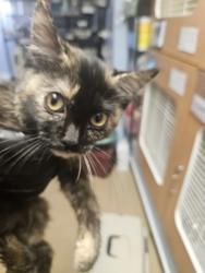Shelter Stray Unknown Cat last seen Near Ridge Forest Dr, Stone Mountain, GA 30083, 30083, GA, 3280 Chamblee Dunwoody Rd, Chamblee, GA 30341, USA