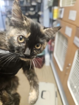 Shelter Stray Unknown Cat last seen Near Ridge Forest Dr, Stone Mountain, GA 30083, 30083, GA, 3280 Chamblee Dunwoody Rd, Chamblee, GA 30341, USA