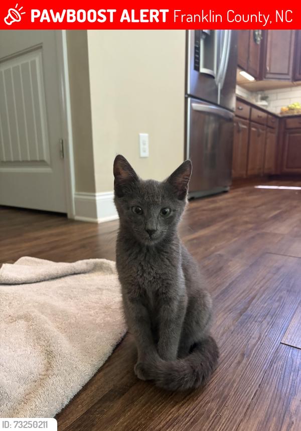 Lost Male Cat last seen Near the clbh around first or second speed hump in the strip of woods, Franklin County, NC 27596