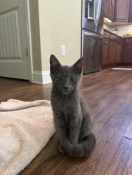Lost Male Cat last seen Near the clbh around first or second speed hump in the strip of woods, Franklin County, NC 27596