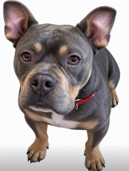 Lost Male Dog last seen Calvary Church Rd. Swansea SC, Lexington County, SC 29160