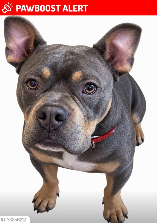 Lost Male Dog last seen Calvary Church Rd. Swansea SC, Lexington County, SC 29160