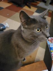Lost Male Cat last seen Woodbine Ave and Glencove Road., Syracuse, NY 13206