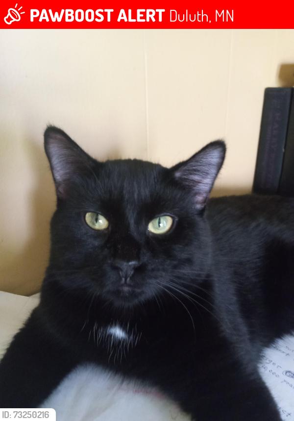 Lost Male Cat last seen Old Nettleton School/ Hillside, Duluth, MN 55805