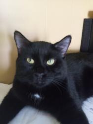Lost Male Cat last seen Old Nettleton School/ Hillside, Duluth, MN 55805