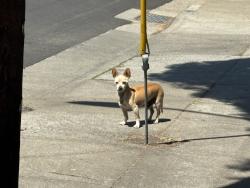 Found/Stray Unknown Dog last seen Parking lot behind La Farine, Oakland, CA 94602