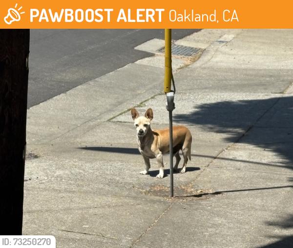 Found/Stray Unknown Dog last seen Parking lot behind La Farine, Oakland, CA 94602