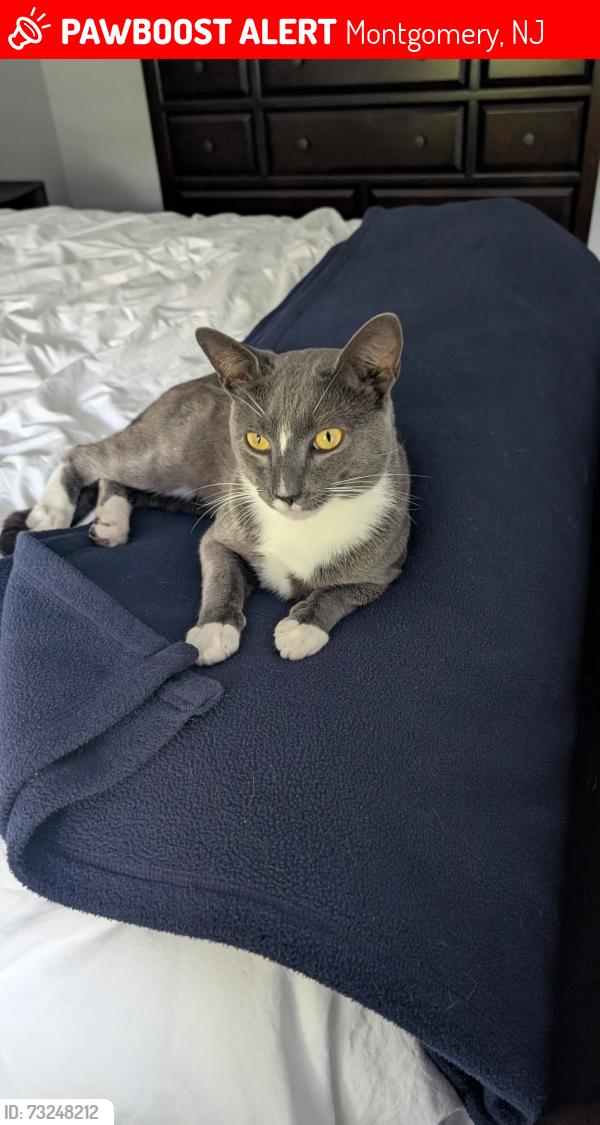 Lost Male Cat last seen Near S Wiggins Ln Skillman NJ, Montgomery, NJ 08558