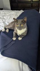 Lost Male Cat last seen Near S Wiggins Ln Skillman NJ, Montgomery, NJ 08558