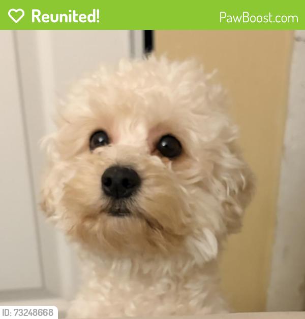 Reunited Female Dog last seen Tesla, West Palm Beach, FL 33415