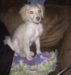 Reunited Female Dog last seen Not too far from Perry Middle School and Carrollton Elementary., Carrollton, TX 75006