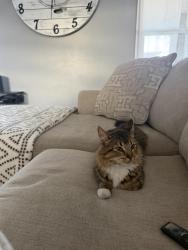 Lost Female Cat last seen Arenal and tapia, Albuquerque, NM 87105