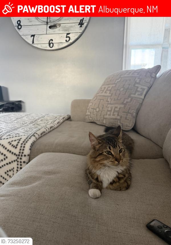 Lost Female Cat last seen Arenal and tapia, Albuquerque, NM 87105