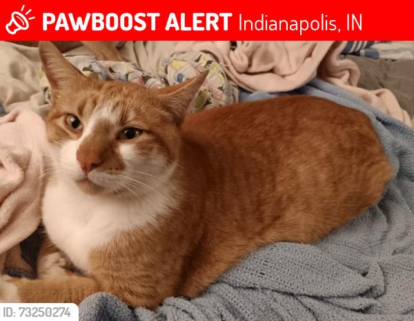 Lost Male Cat last seen shelby keystone hanna and lawrence, Indianapolis, IN 46227