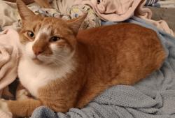 Lost Male Cat last seen shelby keystone hanna and lawrence, Indianapolis, IN 46227