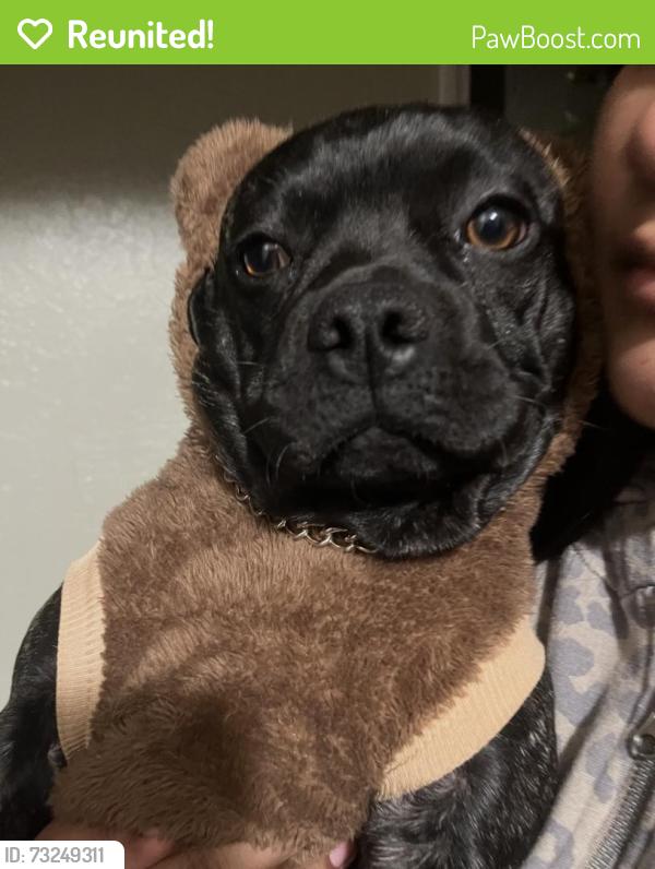 Reunited Male Dog last seen East Avenue R2, East Avenue R3, Palm Vista Avenue, Lasker Avenue, East Avenue R, Palmdale, CA 93550