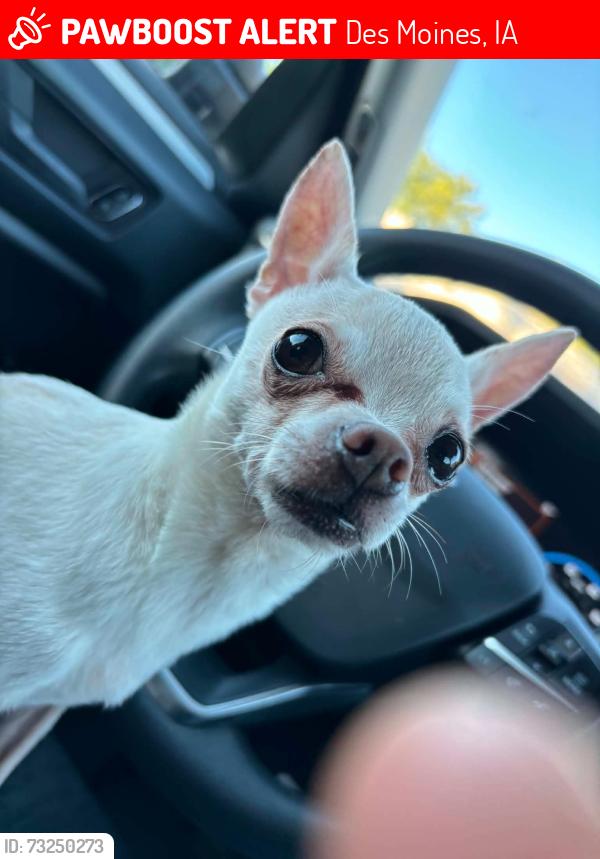 Lost Male Dog last seen Drake area, Des Moines, IA 50311
