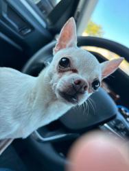 Lost Male Dog last seen Drake area, Des Moines, IA 50311