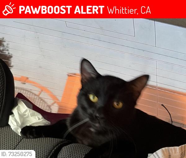 Lost Male Cat last seen Soreness, Whittier, CA 90601