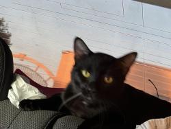 Lost Male Cat last seen Soreness, Whittier, CA 90601