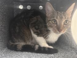Shelter Stray Female Cat last seen E 12th Street, NEW YORK, NY, 10003, 326 E 110th St, New York, NY 10029, USA