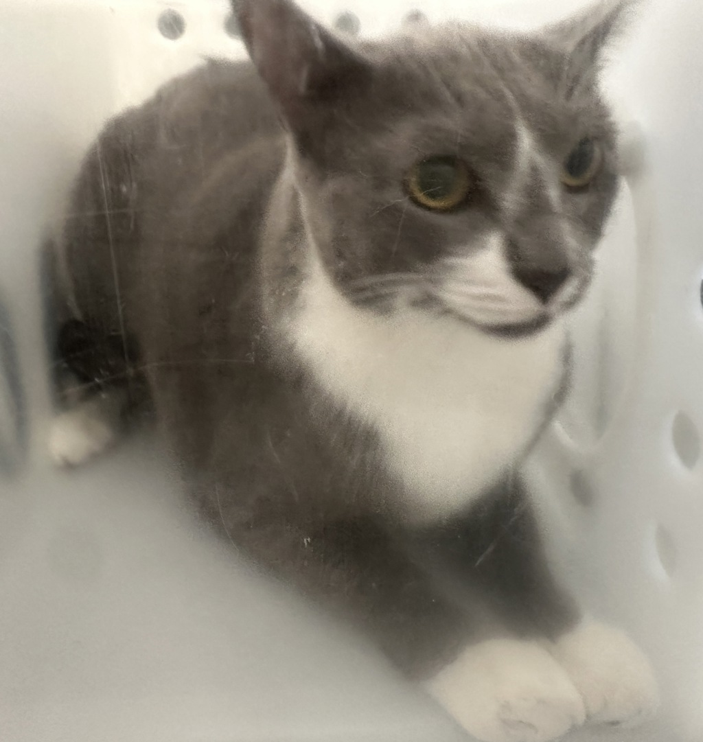 Shelter Stray Male Cat last seen Near Victory Boulevard, BROOKLYN, NY, 11208, 3139 Veterans Rd W, Staten Island, NY 10309, USA
