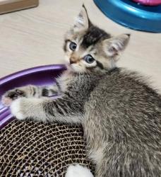 Shelter Stray Female Cat last seen Near E Onyx Lane, White City Township, UT, 84094, 511 W 3900 S, Salt Lake City, UT 84123, USA