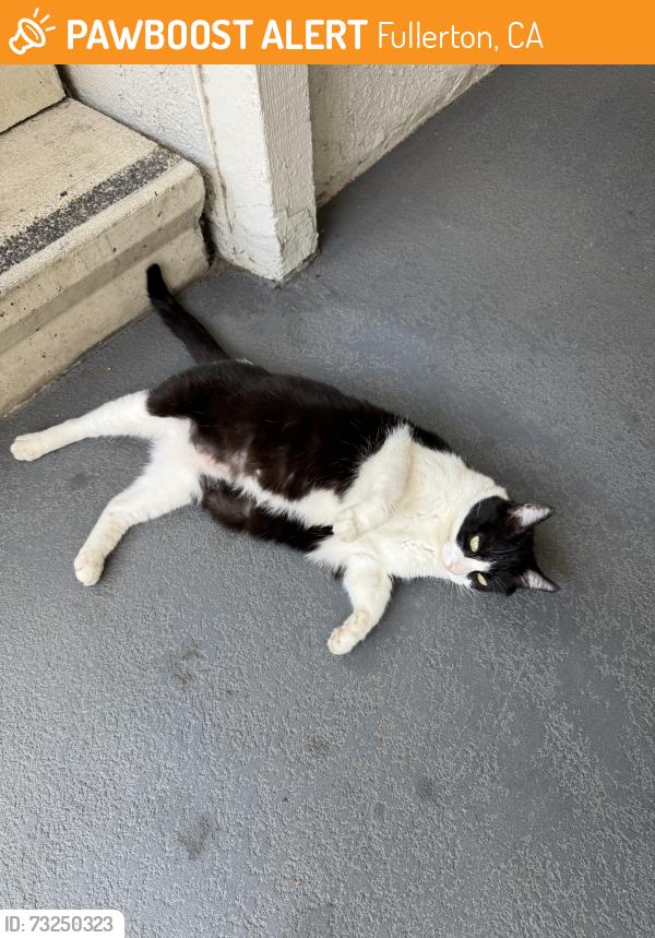 Found/Stray Unknown Cat last seen Haver hill apts, Fullerton, CA 92831