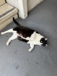 Found/Stray Unknown Cat last seen Haver hill apts, Fullerton, CA 92831