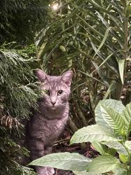 Found/Stray Unknown Cat last seen In front of my hse on Emerald Lane, Willingboro, NJ 08046
