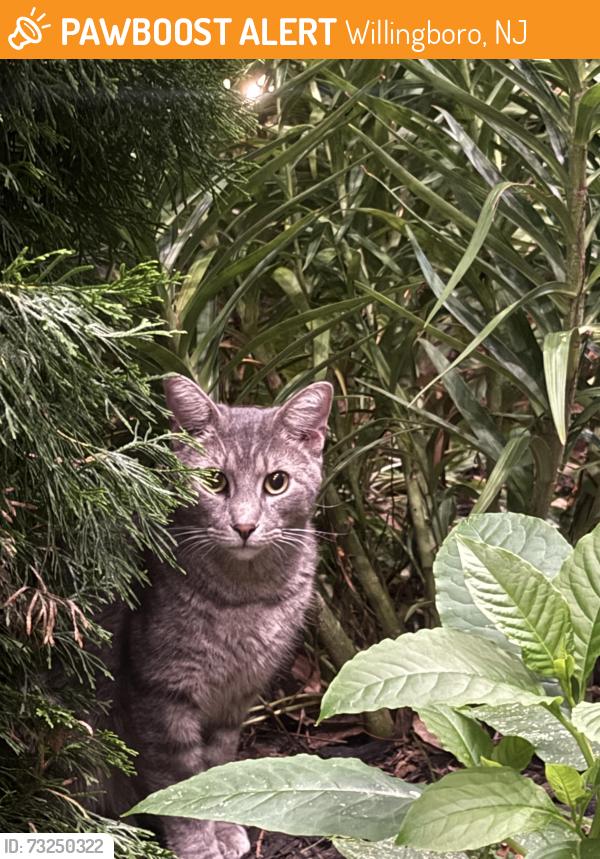 Found/Stray Unknown Cat last seen In front of my hse on Emerald Lane, Willingboro, NJ 08046