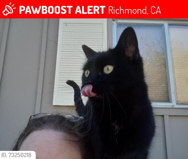 Lost Female Cat last seen Meadowbrook Dr / Fleetwood Dr / Fieldcrest Dr / Maybe Stewarton, Richmond, CA 94803