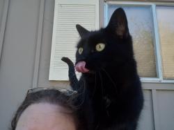 Lost Female Cat last seen Meadowbrook Dr / Fleetwood Dr / Fieldcrest Dr / Maybe Stewarton, Richmond, CA 94803