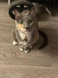 Reunited Female Cat last seen Lincoln, El Cajon, CA 92020