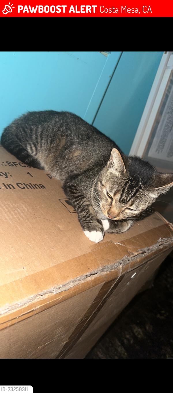 Lost Female Cat last seen Between cove and beach street but she dosent go far 🥺, Costa Mesa, CA 92627