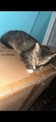 Lost Female Cat last seen Between cove and beach street but she dosent go far 🥺, Costa Mesa, CA 92627